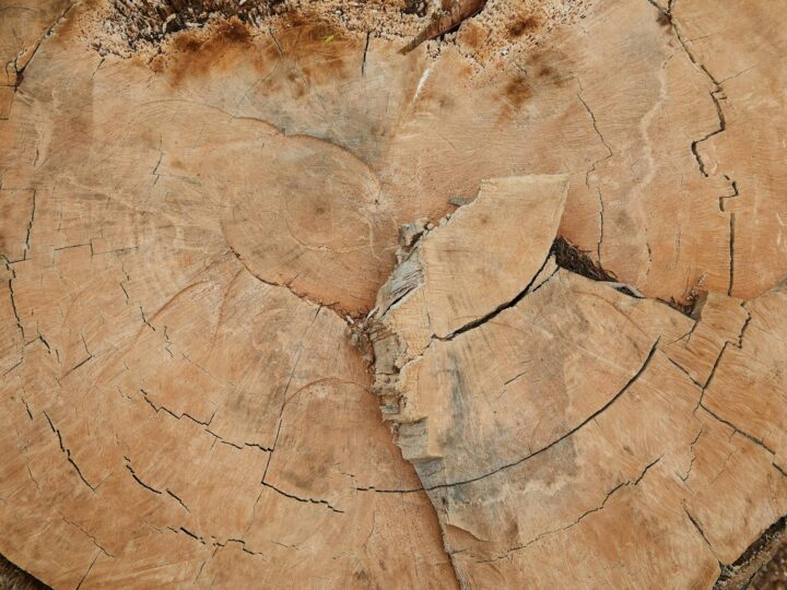 Kiedy warto skorzystać z usług dendrologa? Praktyczny poradnik dla mieszkańców Ursynowa