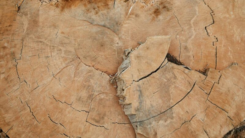 Kiedy warto skorzystać z usług dendrologa? Praktyczny poradnik dla mieszkańców Ursynowa