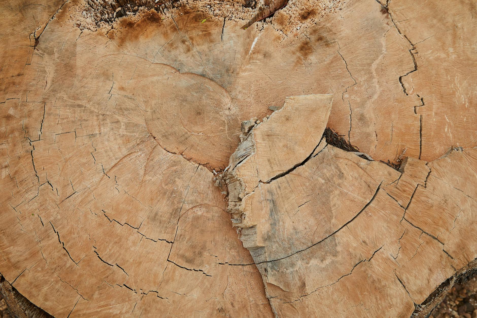 Kiedy warto skorzystać z usług dendrologa? Praktyczny poradnik dla mieszkańców Ursynowa